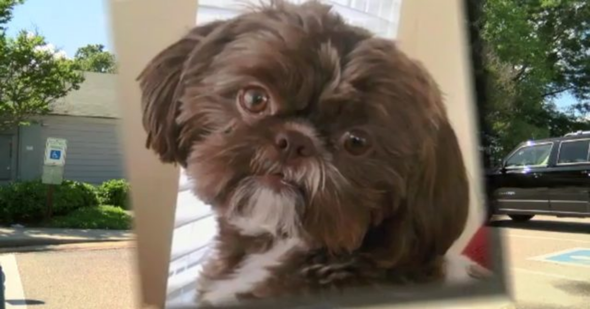 VIRGINIA: erano le sue ultime disposizioni. Voleva essere seppellita con la sua cagnolina.