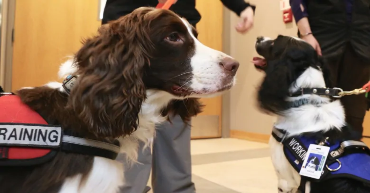 Cani cacciatori di batteri. Una svolta per le strutture sanitarie.