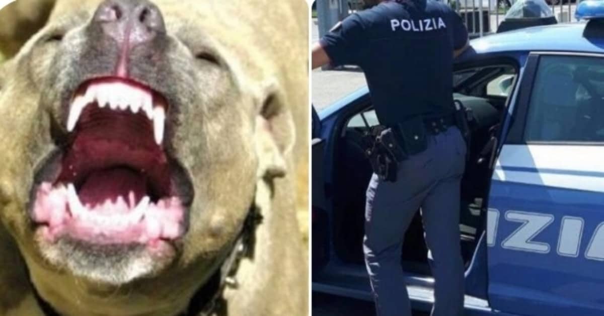 Caserta, pitbull riduce in fin di vita il cane di un anziano signore. Feriti anche due poliziotti.
