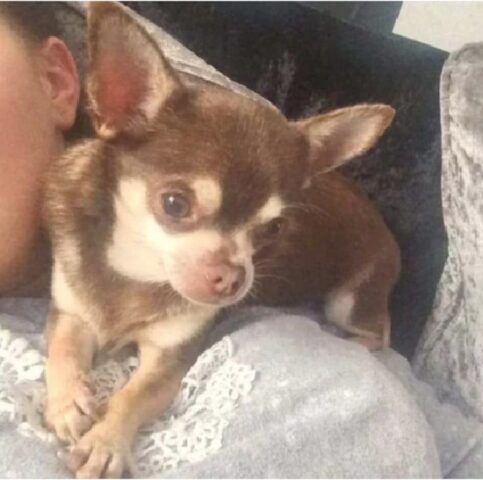 Chihuahua
