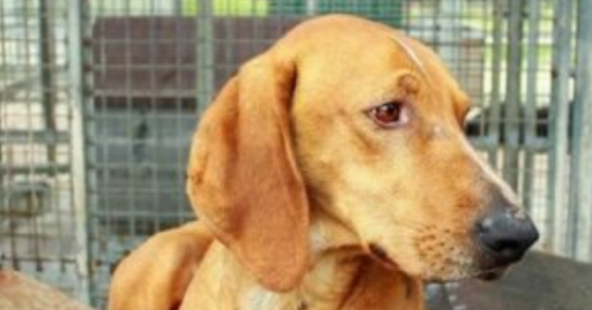 Ciko, il segugio abbandonato perché “non buono al suo scopo”