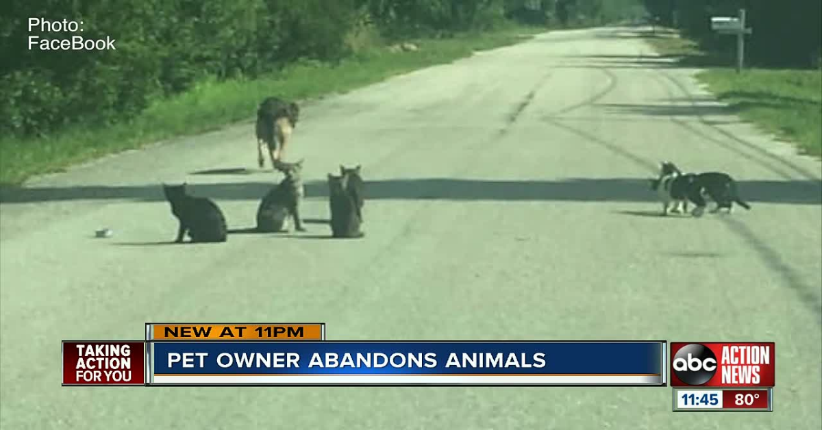 Donna filmata mentre abbandona undici animali domestici, in mezzo alla strada