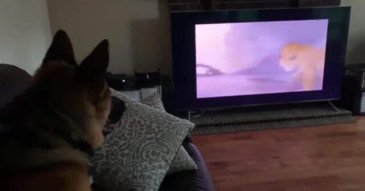Falco e Luna, due cani che guardano “Il Re Leone”