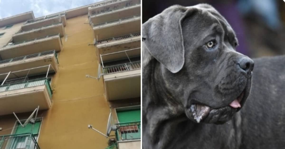Genova: cane corso precipita per 15 metri e atterra su un vicino di casa.