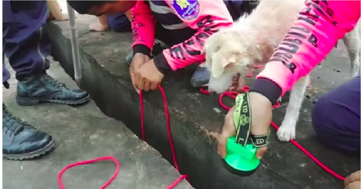 Gin, una cagnolina fantastica