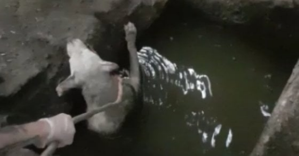 Gina, trovata chiusa in un vecchio capannone a Bari, dentro una buca piena di acqua e olio