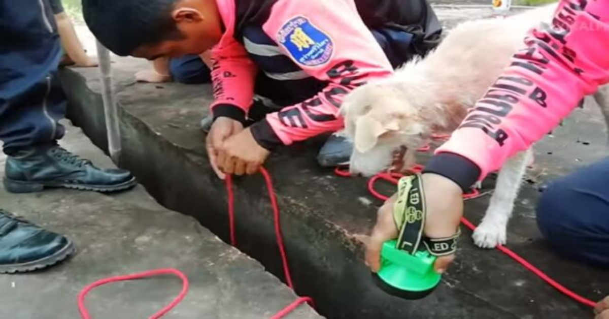 I suoi cuccioli cadono in una crepa, mamma cane cerca aiuto disperata