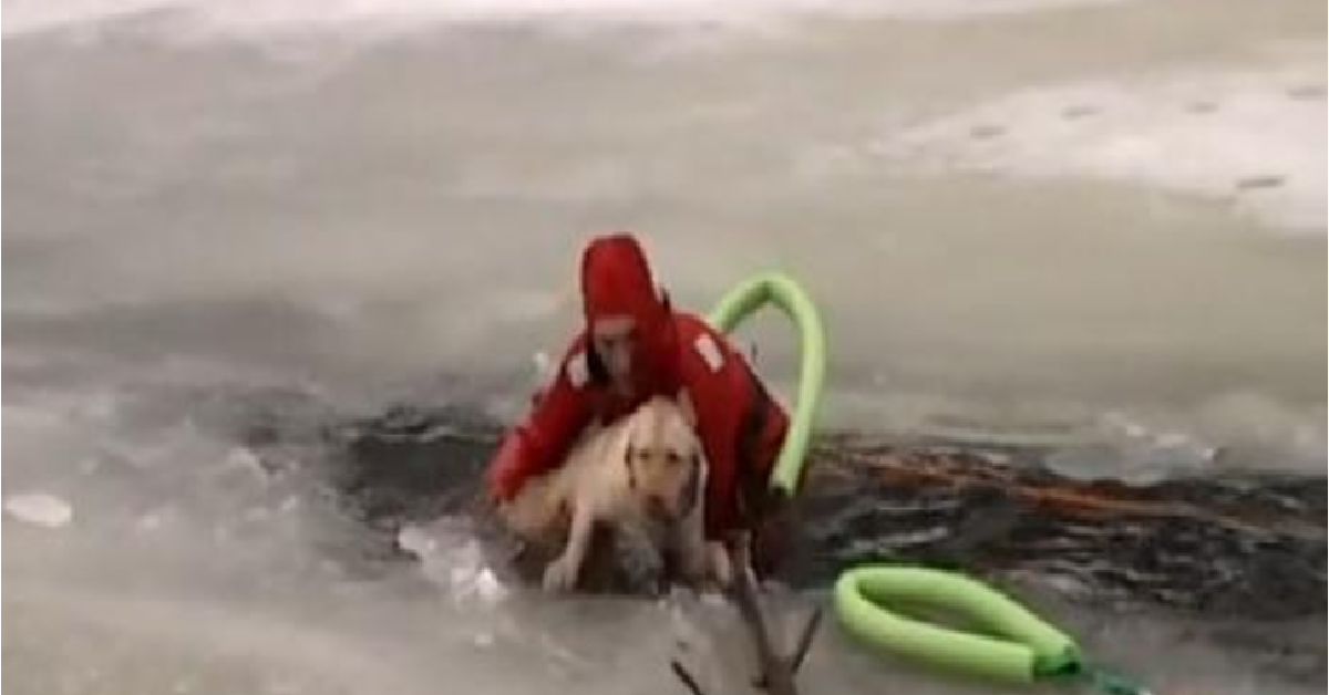 Il cane intrappolato nel ghiaccio