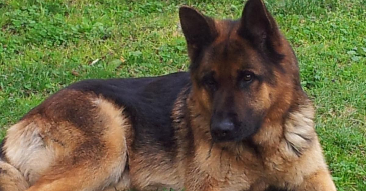 TOSCANA Famiglia al mare e cane muore in giardino