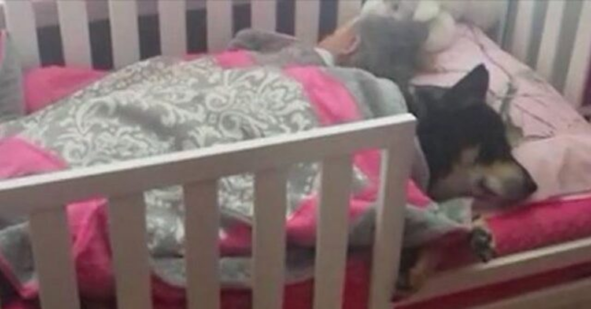 La storia di Kristin, del suo cane e della sua bambina