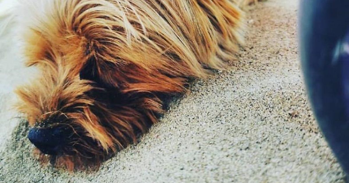 Cremona, il cane Lapo sbranato da un pitbull