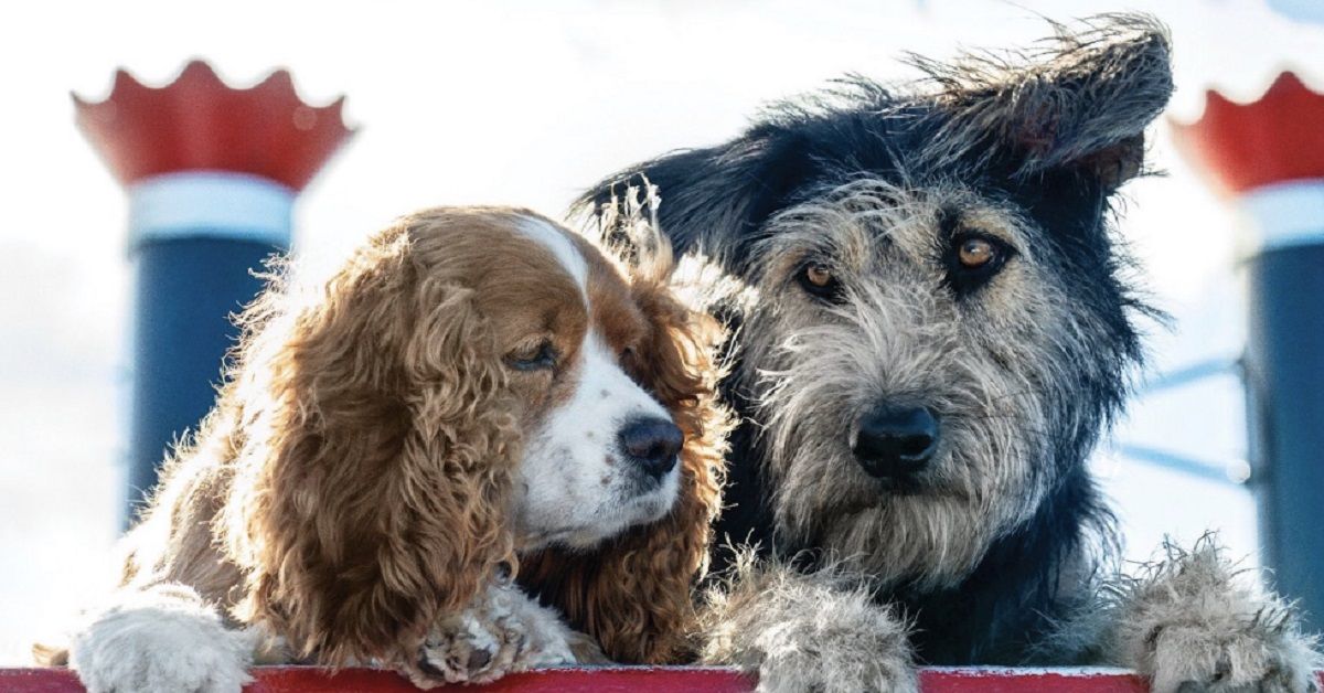 Monte, il cane randagio diventato un attore nel film Lilli e il Vagabondo