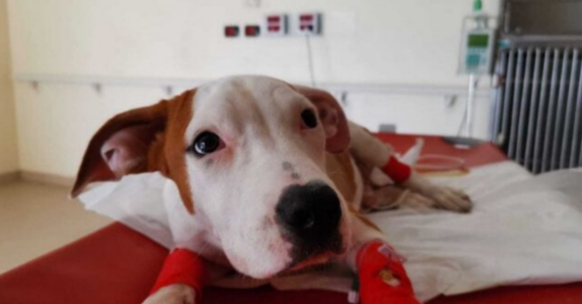 NOVARA, litiga con il coinquilino e gli getta il cane dal balcone