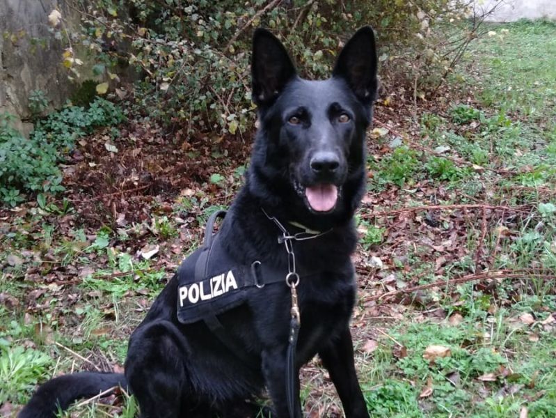 Okar-cane-antidroga-questura-firenze-polizia