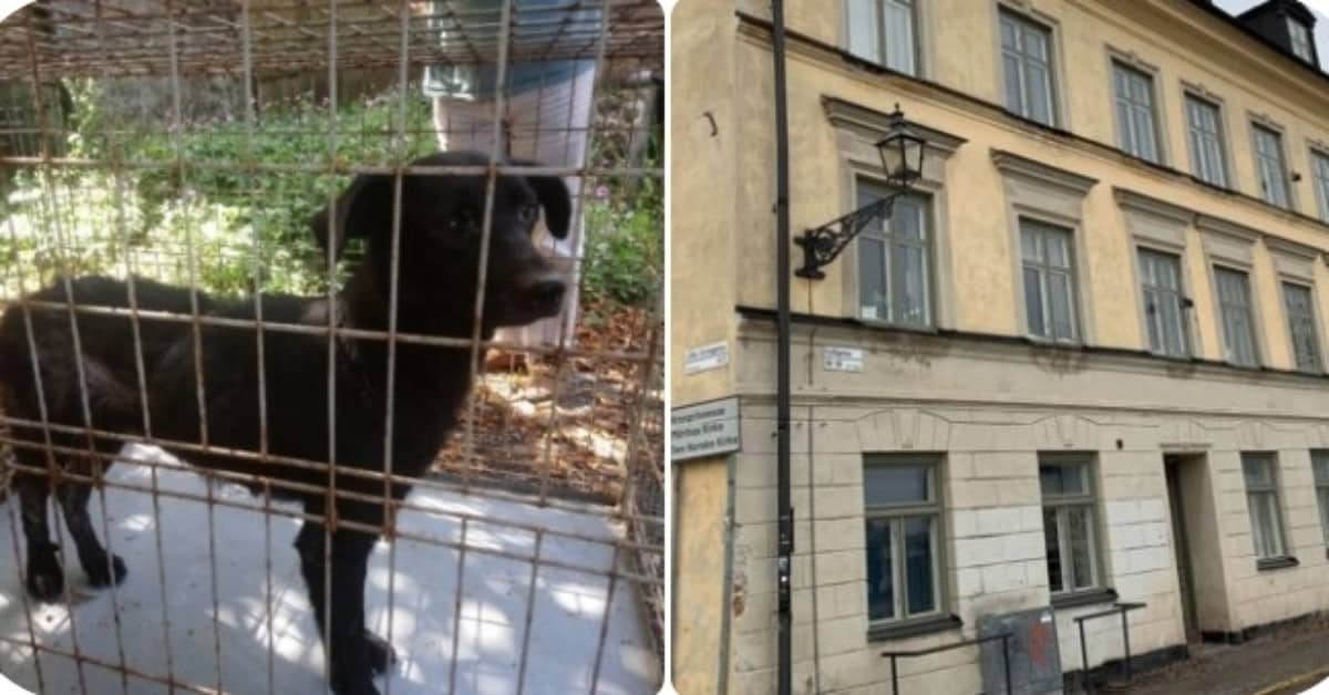 Ottantunenne rimasto vittima nella sua stessa casa degli orrori. Salvati dodici cani.