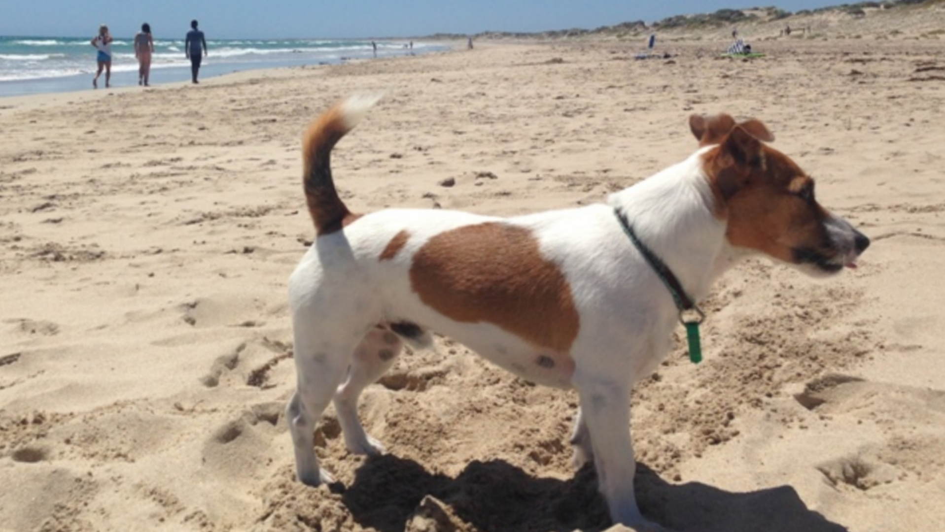 Pesaro, fa il bagno al mare, con il suo cane. Proprietario multato.