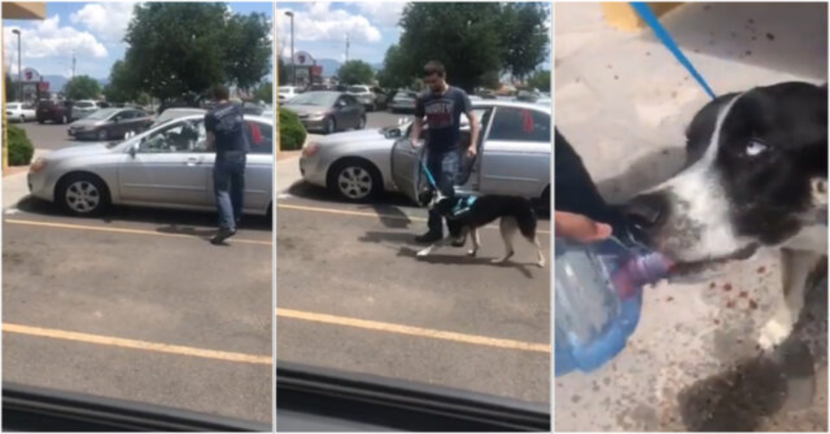 Ragazzo rompe il finestrino di una macchina, per salvare un povero cane