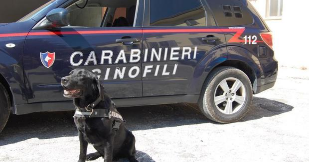 Rinvenute a Foligno, grazie al cane Pluto, armi rubate