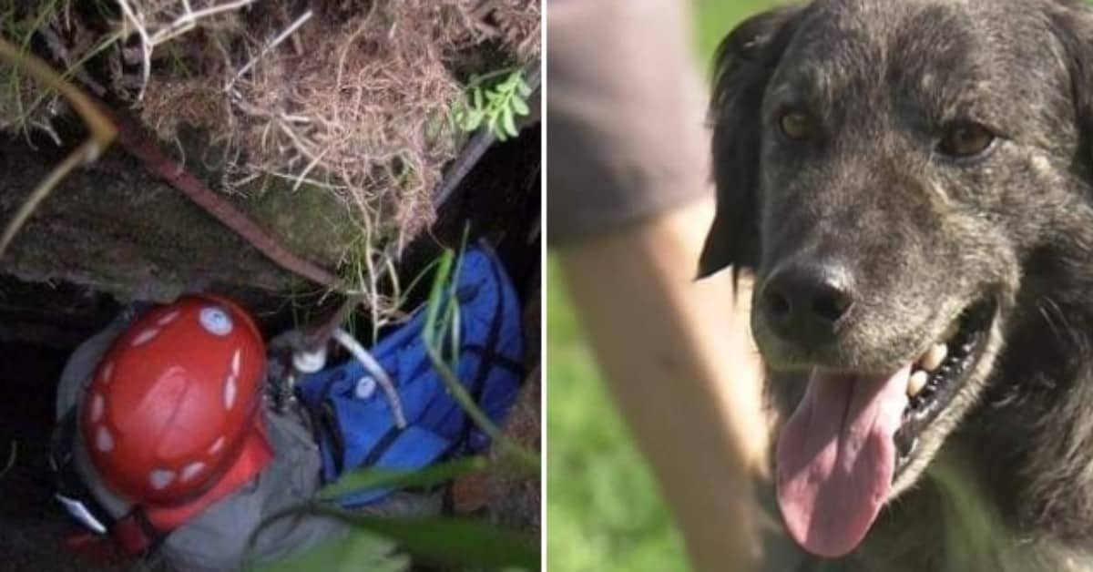 Rocky, il cane sopravvissuto per 17 giorni, in una gola profonda 50 metri