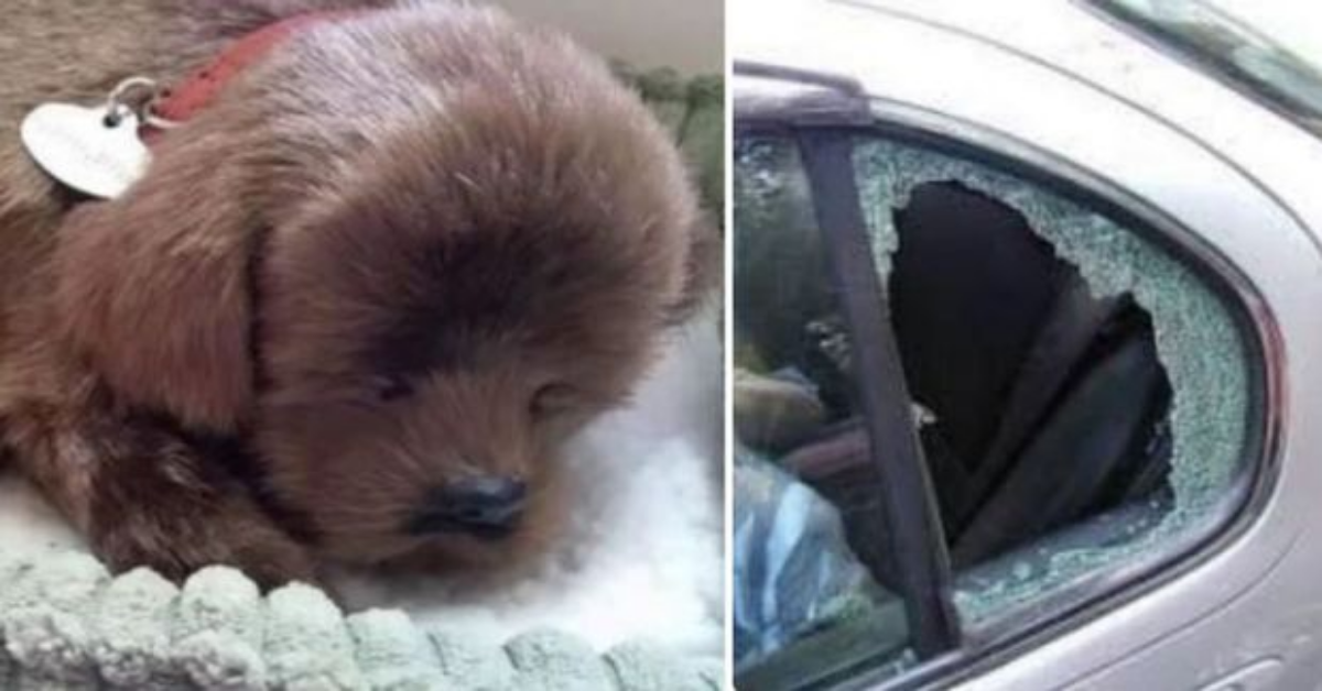 Rompe il finestrino di una macchina, per salvare un cane, ma poi si rende conto che è un peluche
