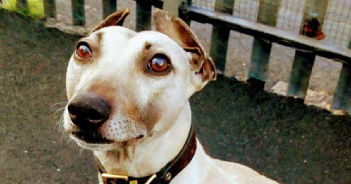 Sam, il cane più sfortunato e solo della Gran Bretagna