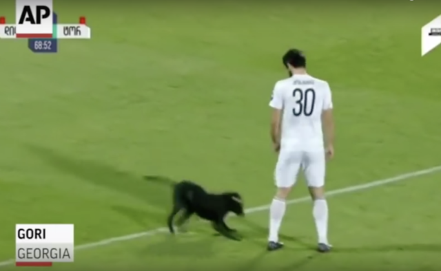 il-cane-che-entra-in-campo-durante-la-partita-di-calcio 1