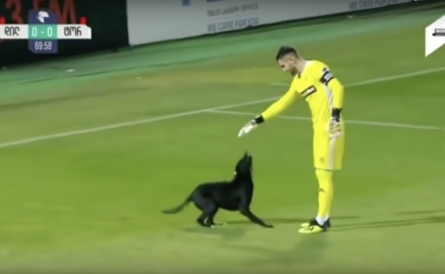 il-cane-che-entra-in-campo-durante-la-partita-di-calcio 2