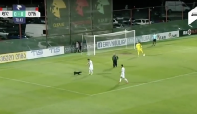 il-cane-che-entra-in-campo-durante-la-partita-di-calcio