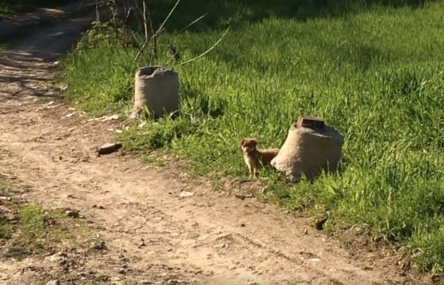 il-cucciolo-che-è-riuscito-a-mettere-in-salvo-i-suoi-fratellini