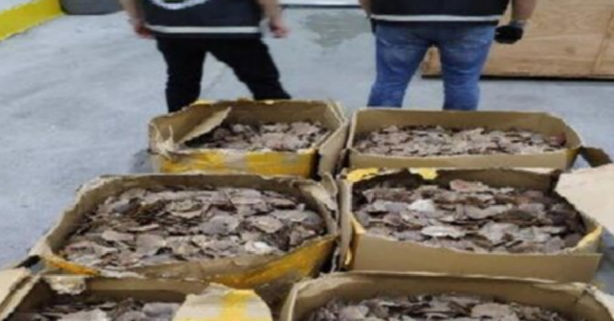 Sequestrati 1.217 kg di squame di pangolino all’aeroporto di Istanbul