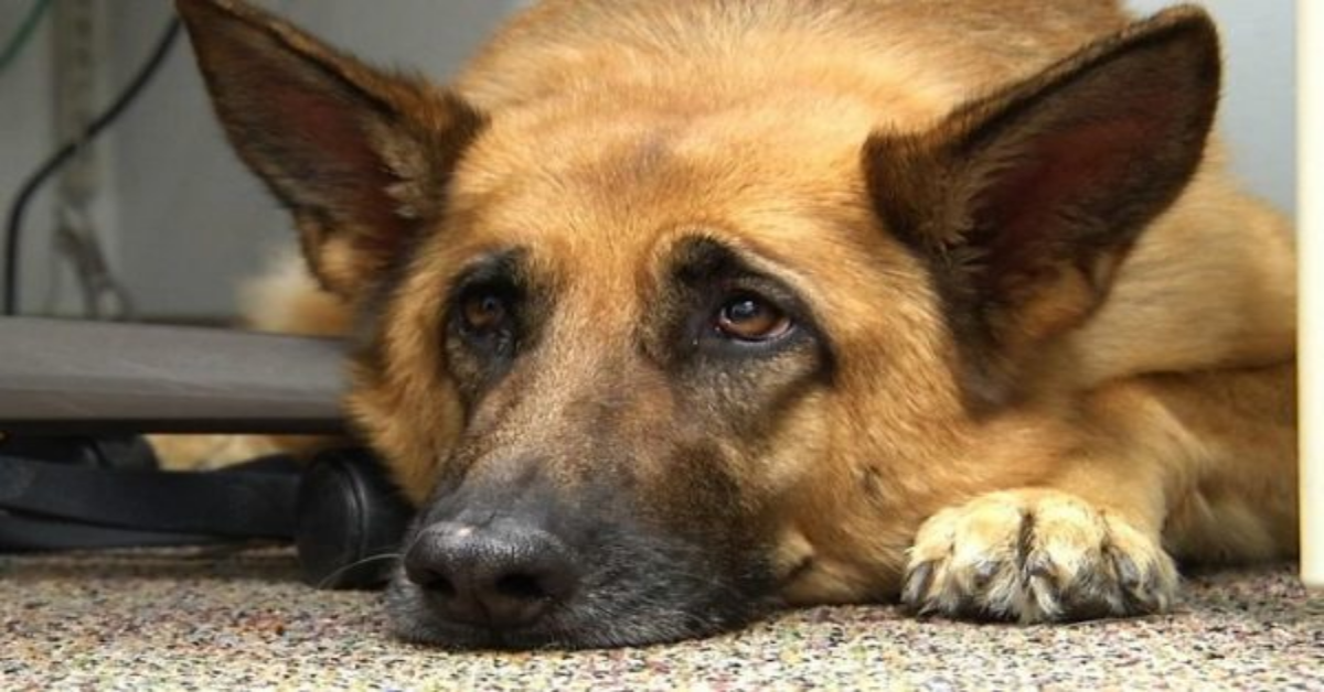 Spende tutti i soldi destinati al matrimonio, per salvare il cane. Lei adesso vuole annullare le nozze.