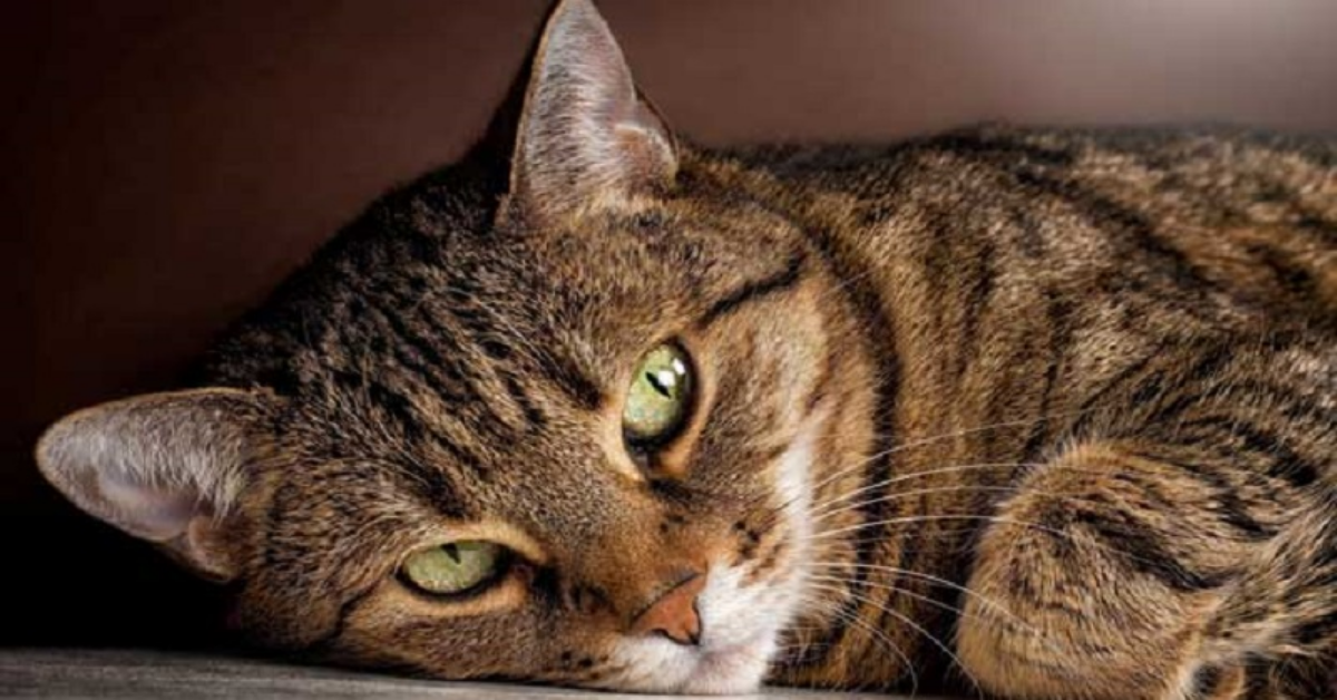 Spilimbergo, la fidanzata lo lascia, lui gli chiude il gatto in una valigia piena di letame