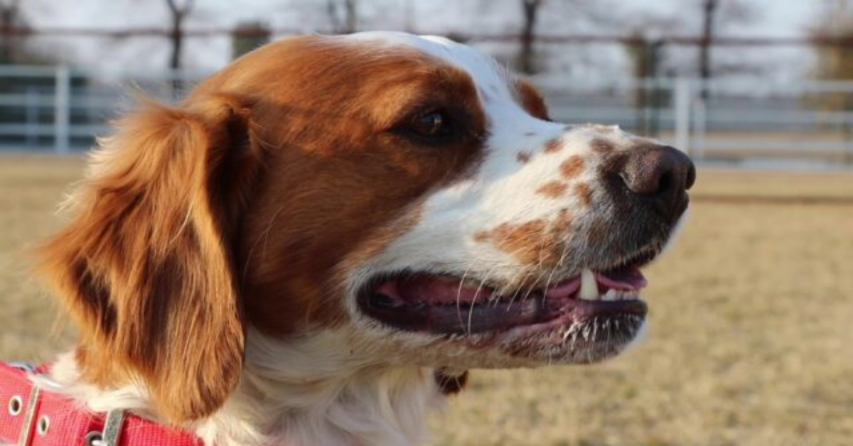 Torino, collare con scosse elettriche per ogni volta che il suo cane abbaiava. Proprietario denunciato.