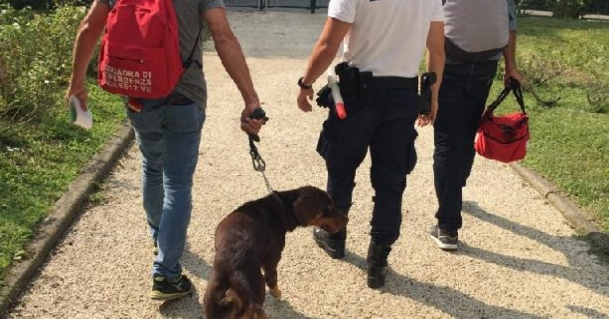 Venezia, cane usato e picchiato da un mendicante. Non era suo.