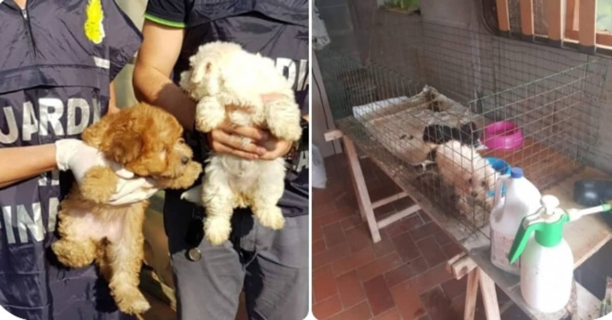 Venezia, denunciati due uomini per vendita illegale di cuccioli di razza