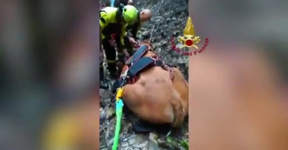 Vicenza, mucca e vitellino, caduti in un dirupo, salvati dai Vigili del Fuoco
