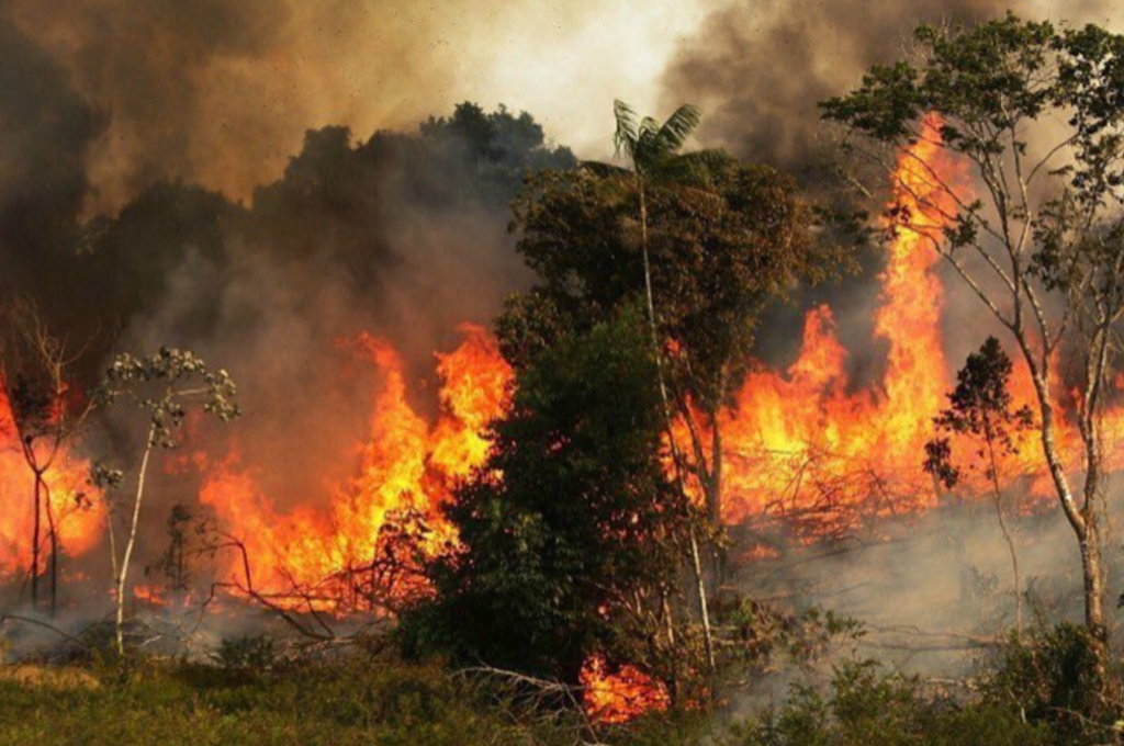 Incendi in Amazzonia, le conseguenze per tutti