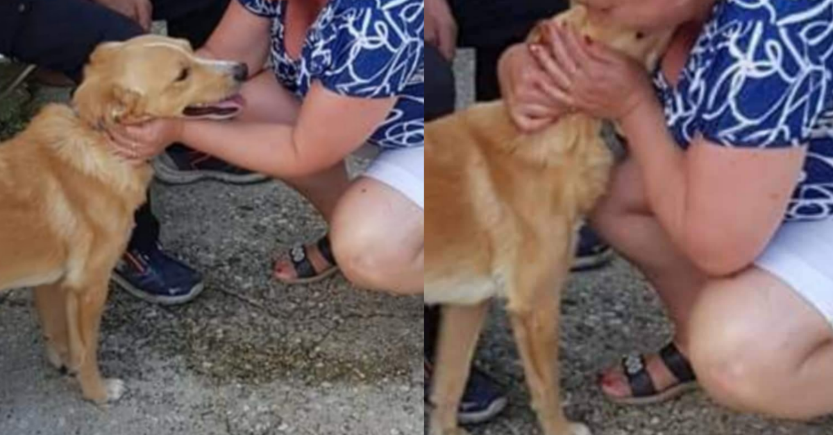 Argo insegue l’ambulanza del suo proprietario, ma si ritrova in un canile
