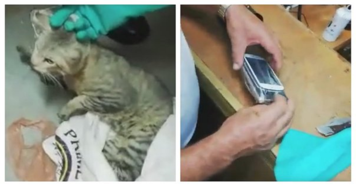 Costa Rica: carcerati sfruttano un gatto per introdurre oggetti vietati