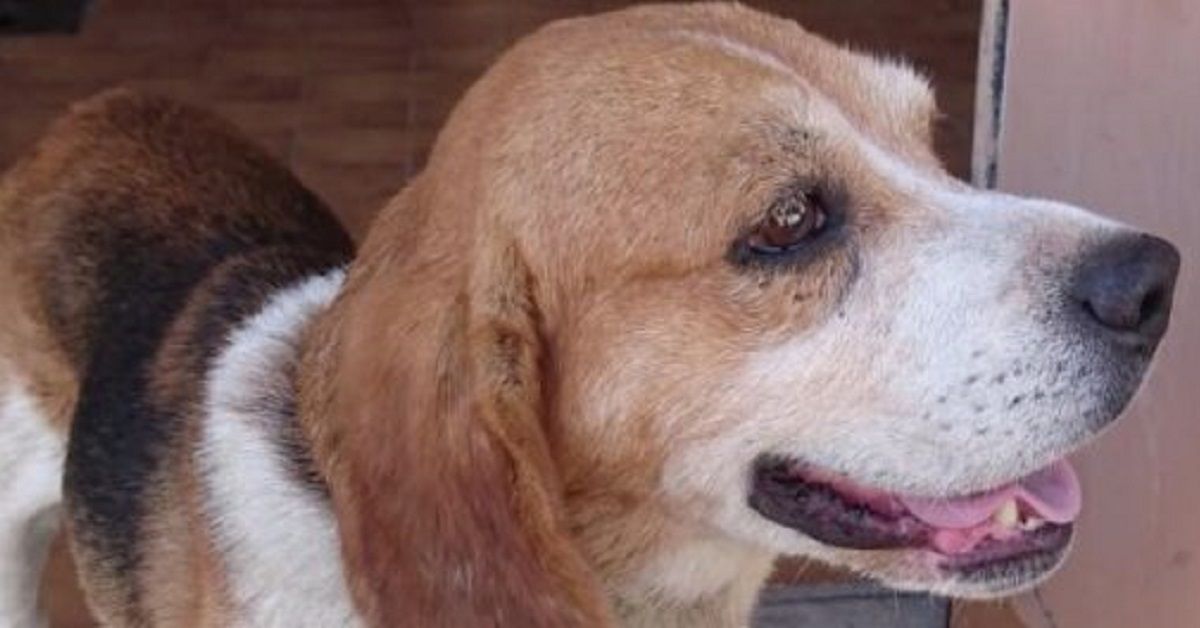 Cane Beagle salvato dalla polizia sull’autostrada