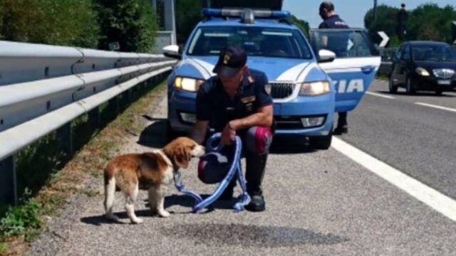 beagle-rudy-polizia