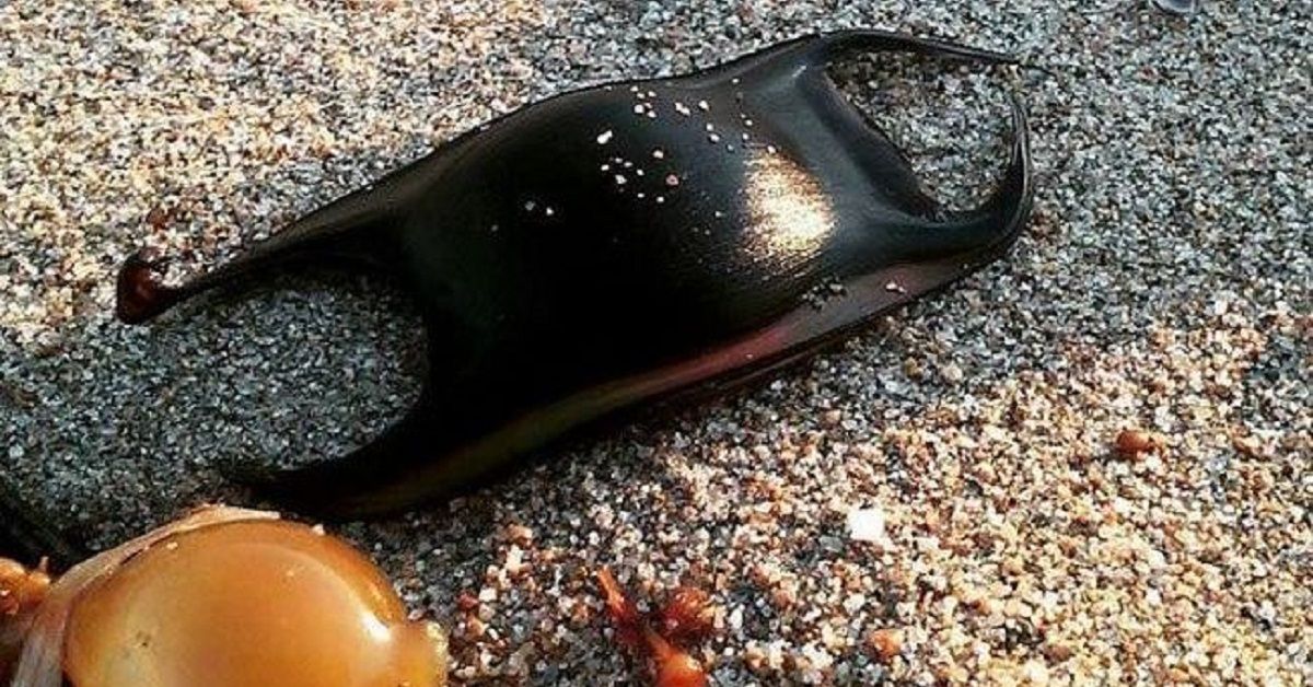 Se passeggiando sulla spiaggia trovate questa capsula nera non proseguite. Ecco cosa dovete fare