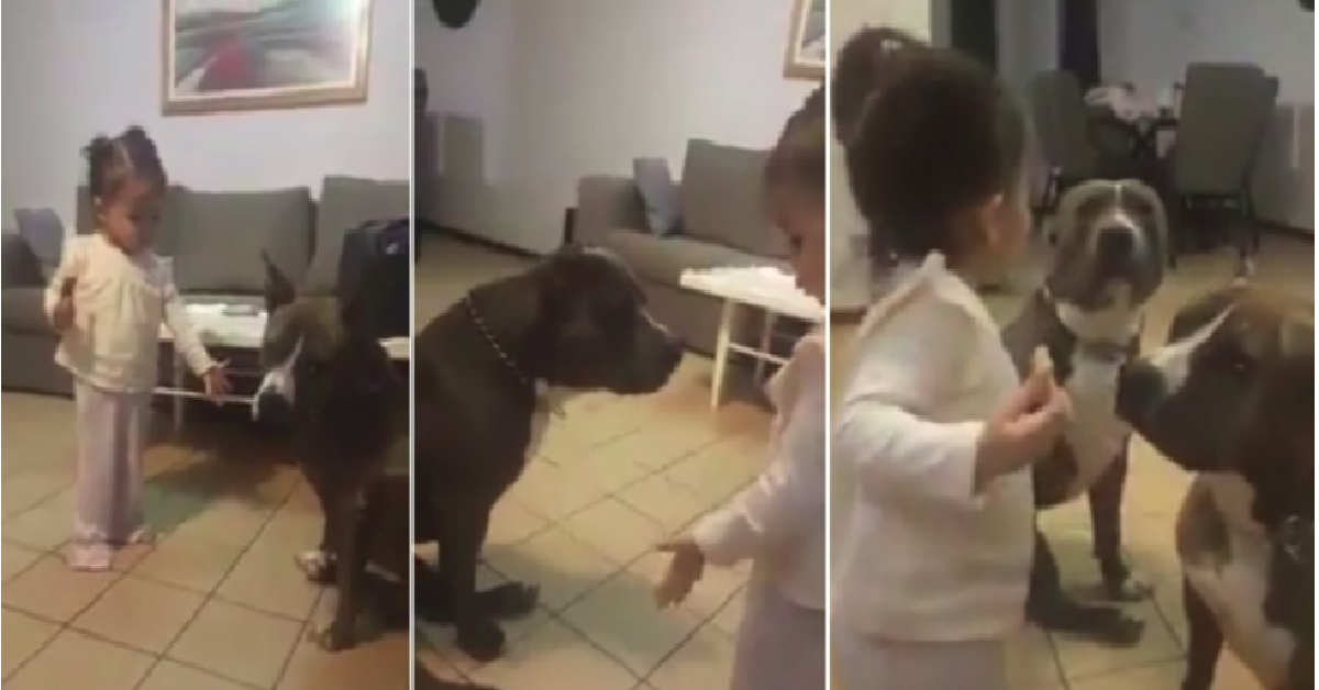 La bimba e i due pit bull