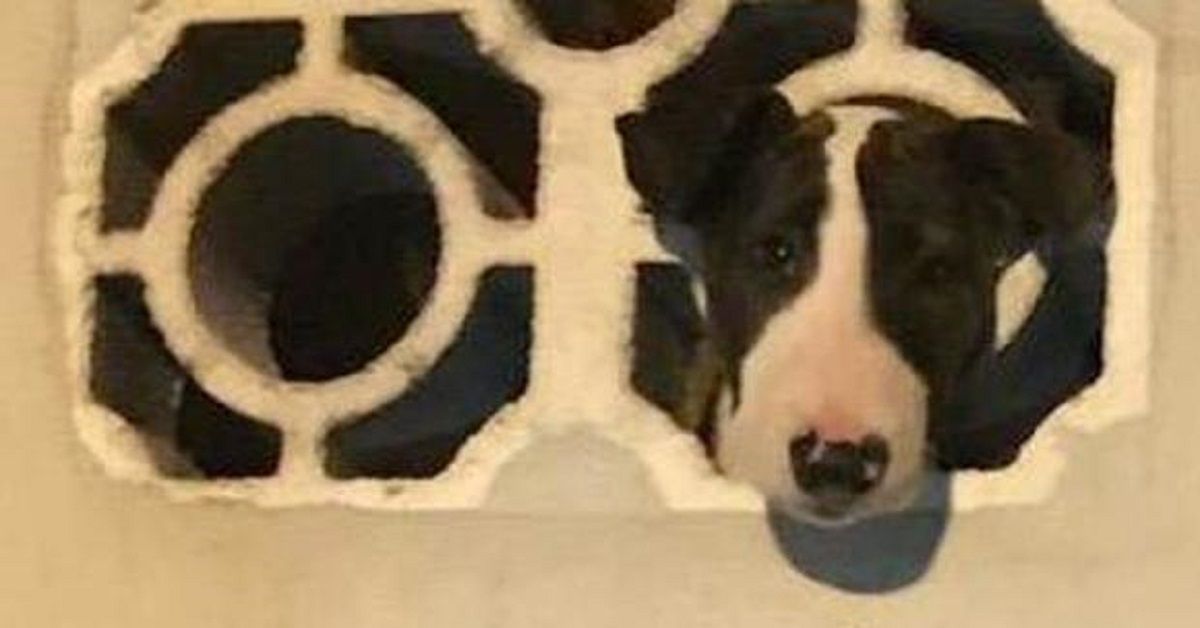 Padova, cane rimane incastrato nel terrazzo: per fortuna i pompieri lo salvano
