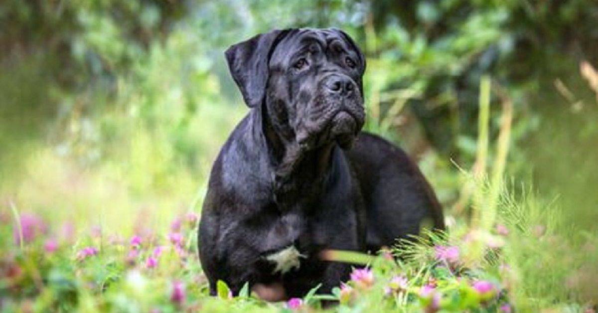 Sampierdarena, Baloo, un cane corso, è caduto dal quinto piano