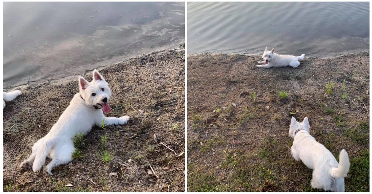 Cani al lago, perdono la vita avvelenati da un alga tossica