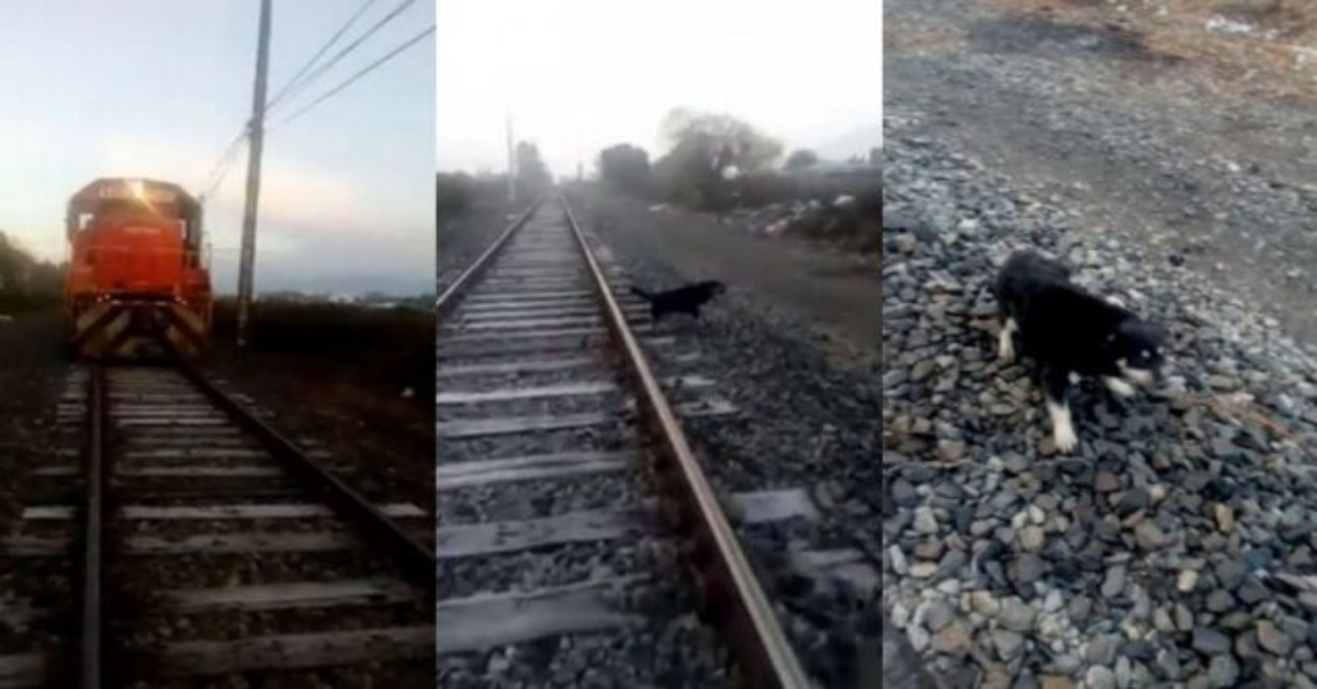 Macchinista ferma il treno per salvare un cane legato ai binari