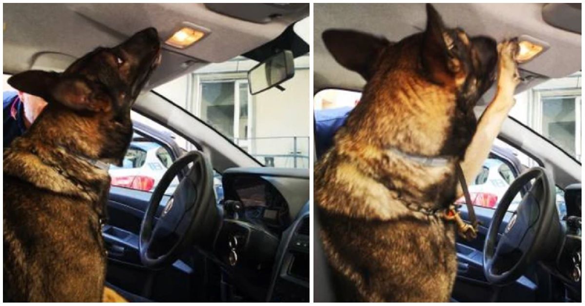 Firenze, cane poliziotto Mia scopre gli stupefacenti nella luce di cortesia dell’auto