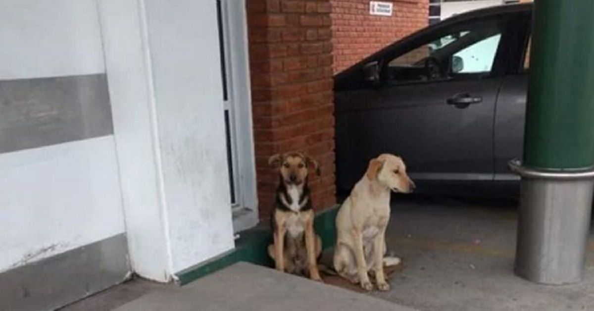 Due cani fanno 30 chilometri per aspettare il padrone fuori dall’ospedale