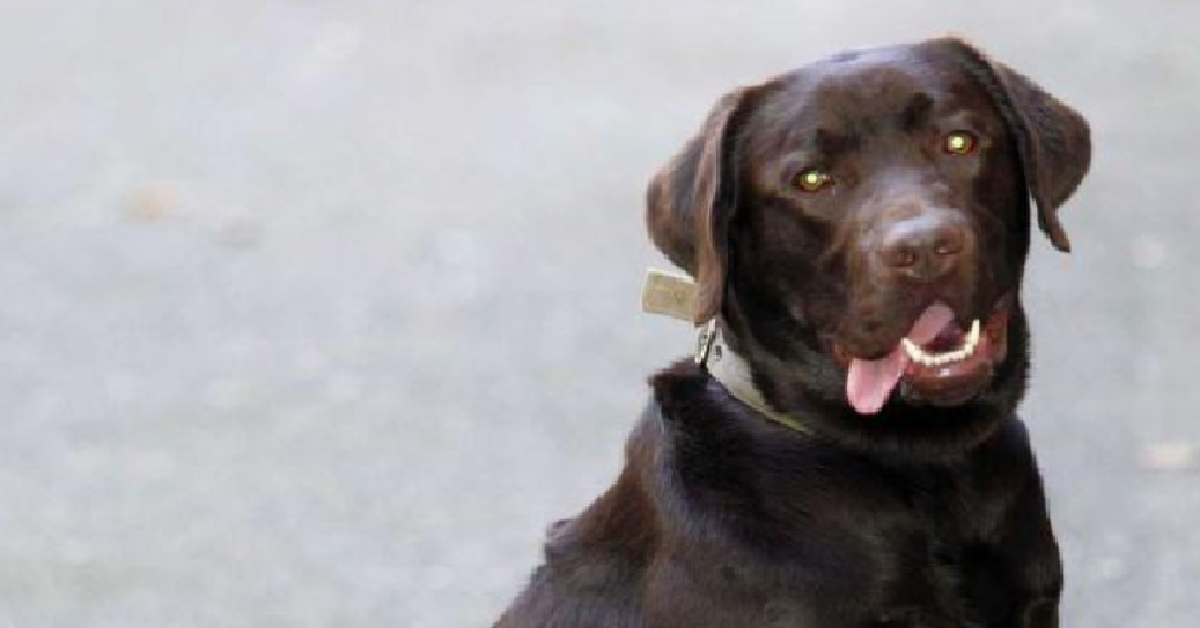 CASERTA- Ferragosto- Trascina il cane con l’auto